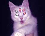 Starflesh Core Aesthetic - 5-eyed Kitty clawing at you