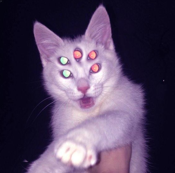 Starflesh Core Aesthetic   5 Eyed Kitty Clawing At