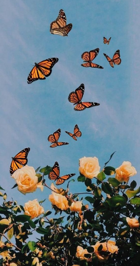 Aesthetic Iphone Backgrounds   Butterfly Wallpaper Backgrounds
