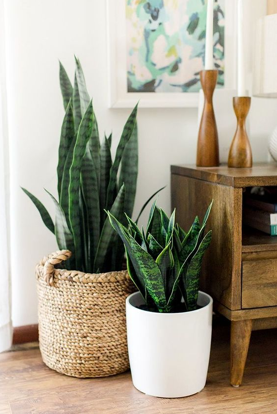 Living Room Plants Decor   A Guide To Stress Relieving Indoor Plants
