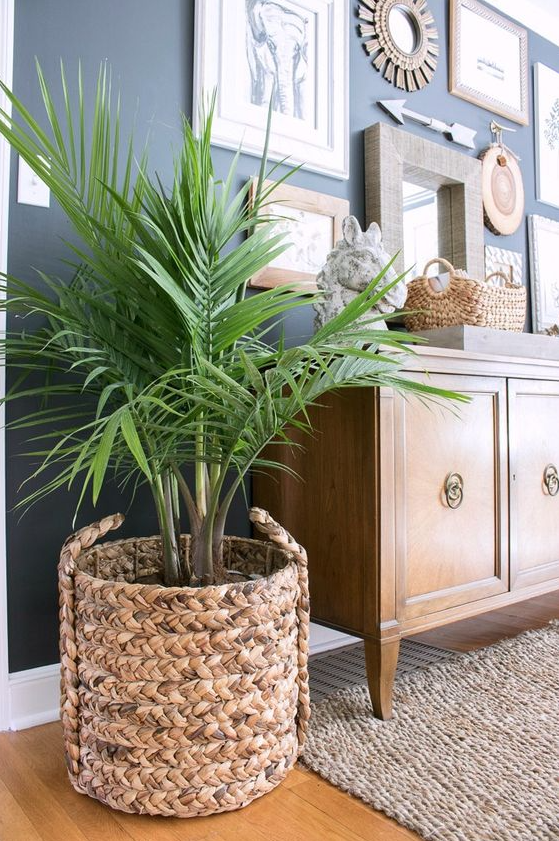 Living Room Plants Decor   Basket Decor Ideas