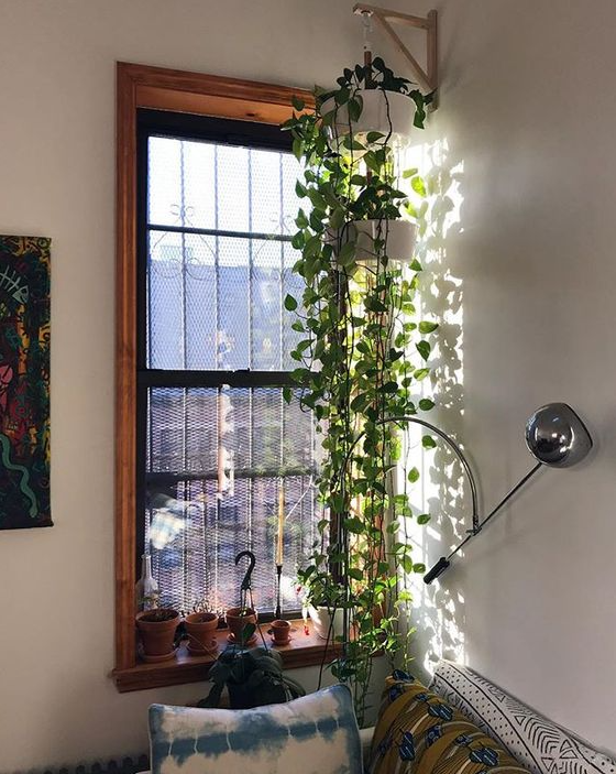 Living Room Plants Decor   Cute Hanging Plants Perfect For