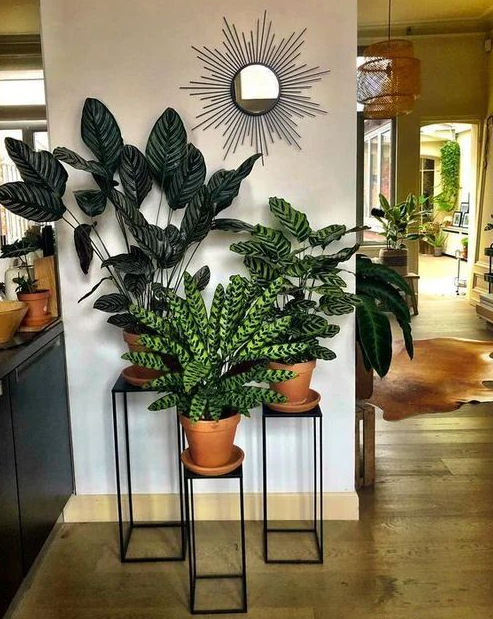 Living Room Plants Decor   Houseplant Centerpiece Ideas Every Plant Grower Should See