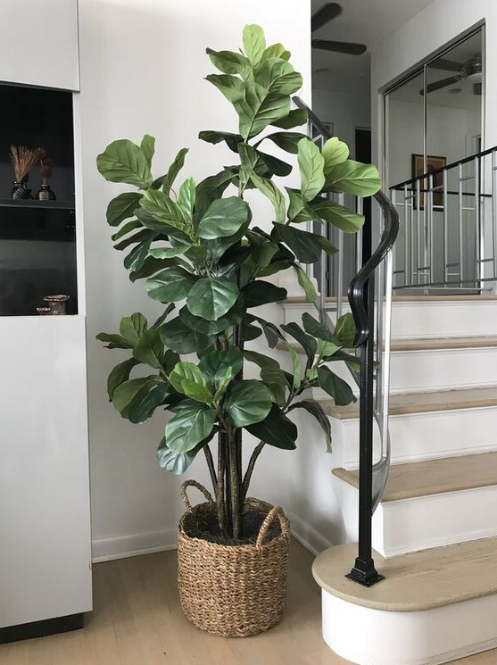 Living Room Plants Decor   Plant Decor