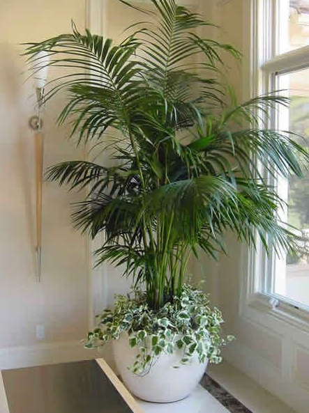 Living Room Plants Decor   Plants That Absorb Moisture And Refresh The Air