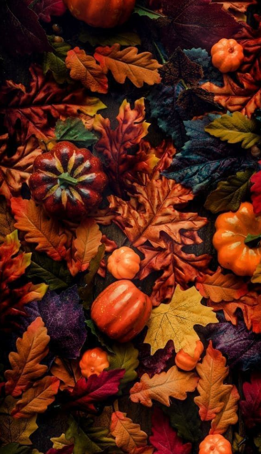Fall Background   Amazing Thanksgiving Wallpaper Options For A Cozy