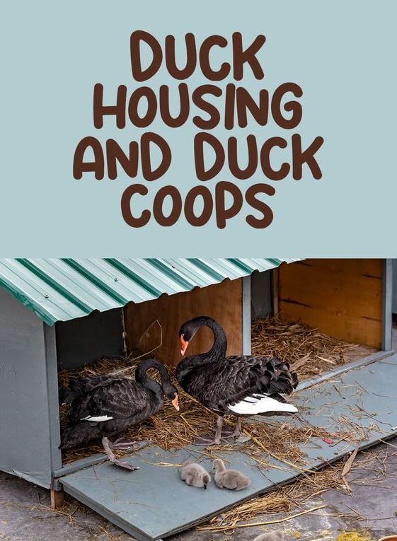 Diy Duck Enclosure Ideas   Duck Housing And Duck Coops Duck Coop Duck House Duck House Plans Duck House Diy Backyard Ducks Coop