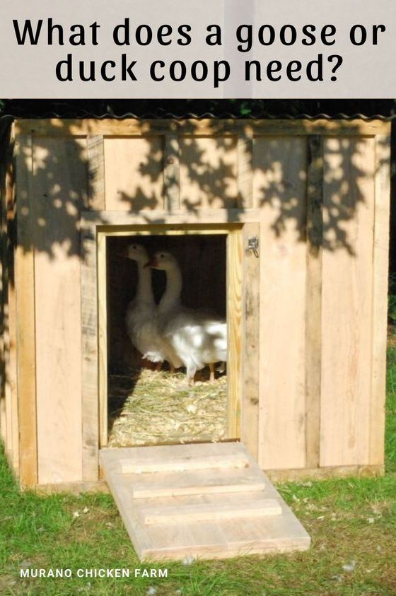 Diy Duck Enclosure Ideas   How To Build A Coop For Ducks Or Geese Duck Coop Backyard Ducks Duck House Duck  Duck House Diy Backyard Chicken