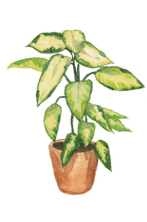 Plant   Plantas De Interior De Fácil Cuidado Que Son Prácticamente Imposibles De Matar Plant Art Plant Drawing Plant Painting Watercolor Plants Watercolor Paintings Easy Nature Drawing