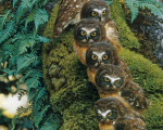Owl Family   Owl Pictures
