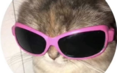 Aesthetic Profile Picture   Round Icon Pfp Cool Cute Cat Pink Sunglasses Aesthetic Y2K Profile Picture