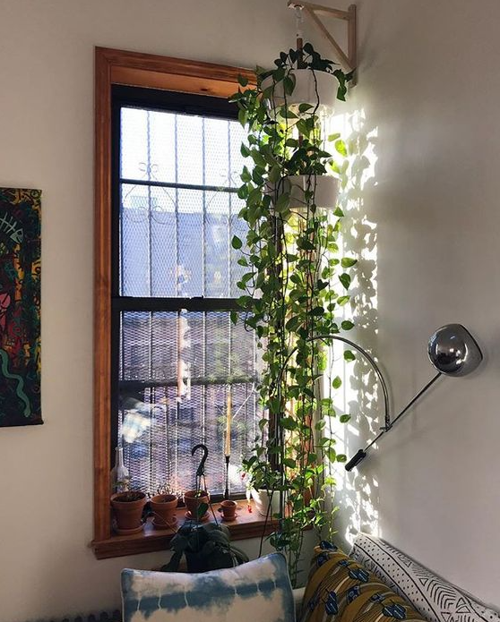 Living Room Plants Decor   Beautiful Hanging Plants Perfect For