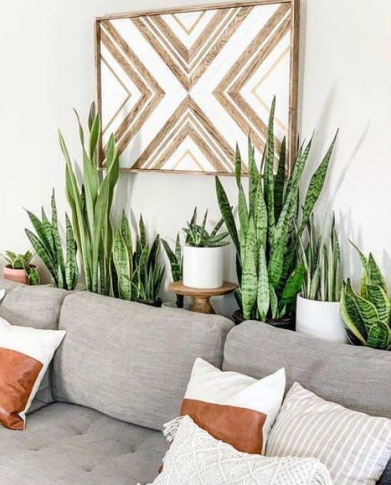 Living Room Plants Decor   Best Indoor Plants To Help Your Space Breathe