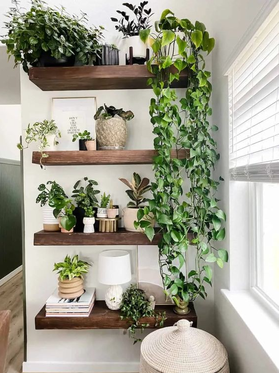 Living Room Plants Decor   How To Propagate Pothos Plants