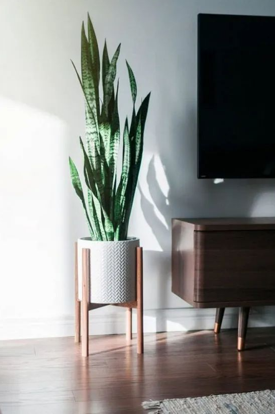 Living Room Plants Decor   Indoor Plants You Can Keep Alive No Matter