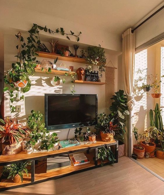 Living Room Plants Decor   Inspiring Instagram Plant Photos We