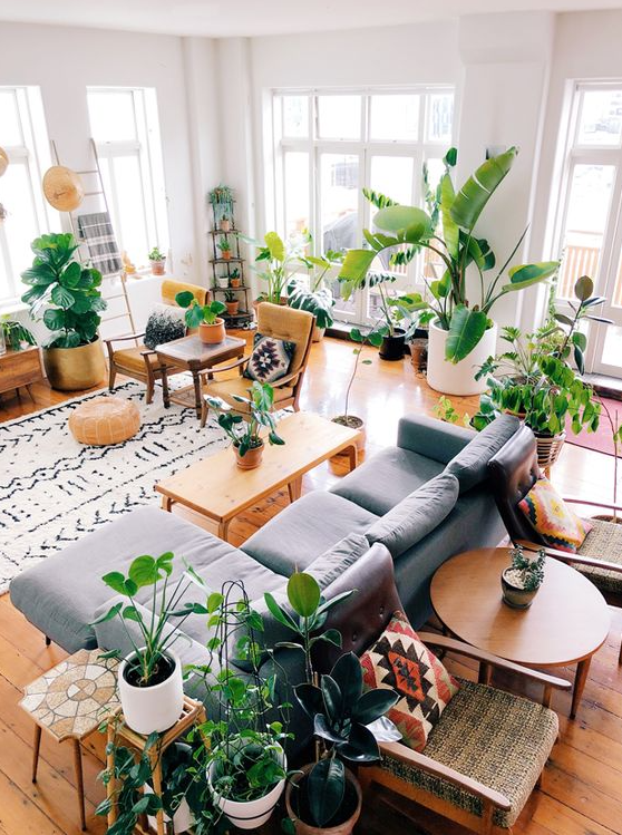 Living Room Plants Decor   Living Room