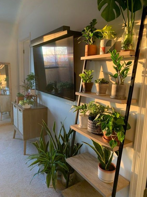 Living Room Plants Decor   Plants On