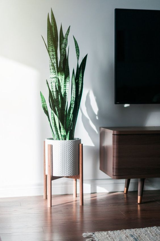 Living Room Plants Decor   The Best Minimalist Decoration Items For Your