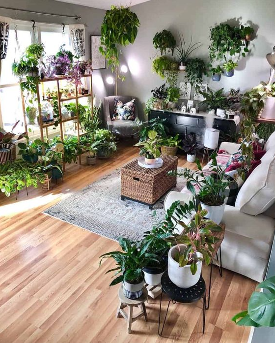 Living Room Plants Decor   The Top Container Garden Ideas