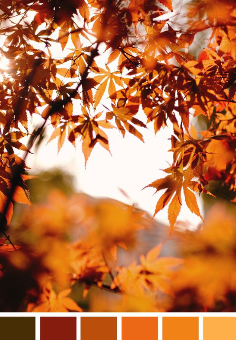 Autumn Color Palette - Warm Autumn Colour Scheme A beautiful warm autumn colour palette