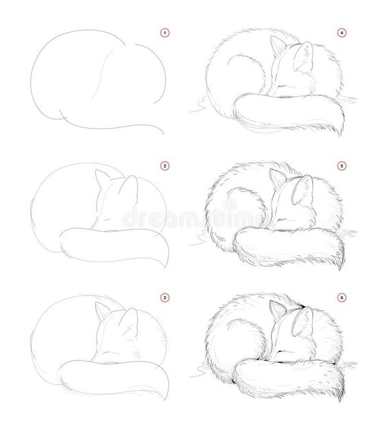 Drawing Step By Step   How To Draw From Nature Sketch Of Cute Sleeping Fox