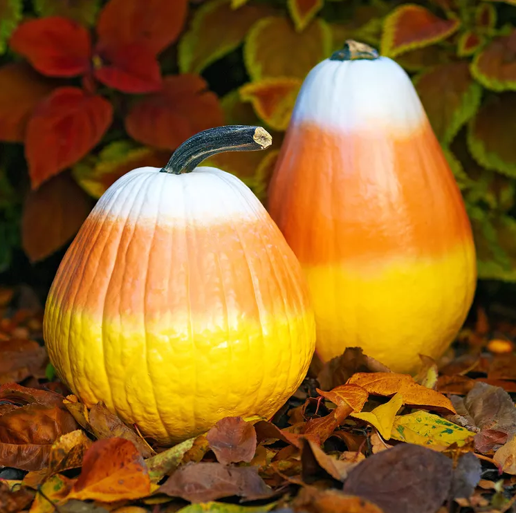 Painted Pumpkin Ideas - Candy Corn Pumpkins