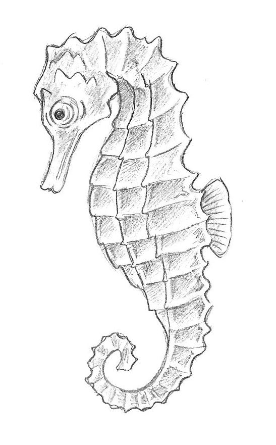 Marine Life Drawing   Sea Animals Drawings Sea Drawing Pen Art Drawings Sea Creatures Drawing