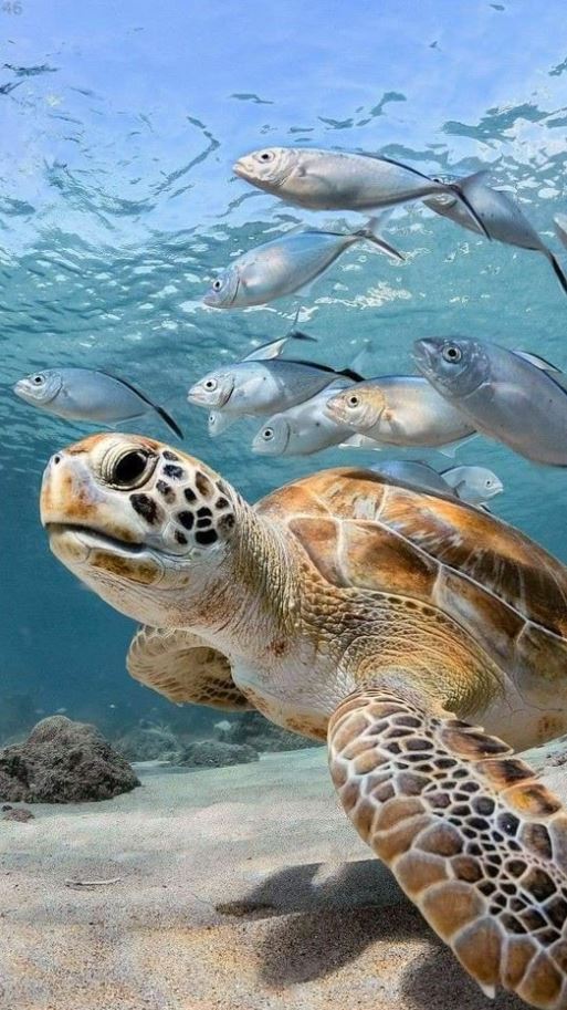 Marine Life Drawing   Sea Turtles Photography Sea Turtle Pictures Beautiful Sea Creatures
