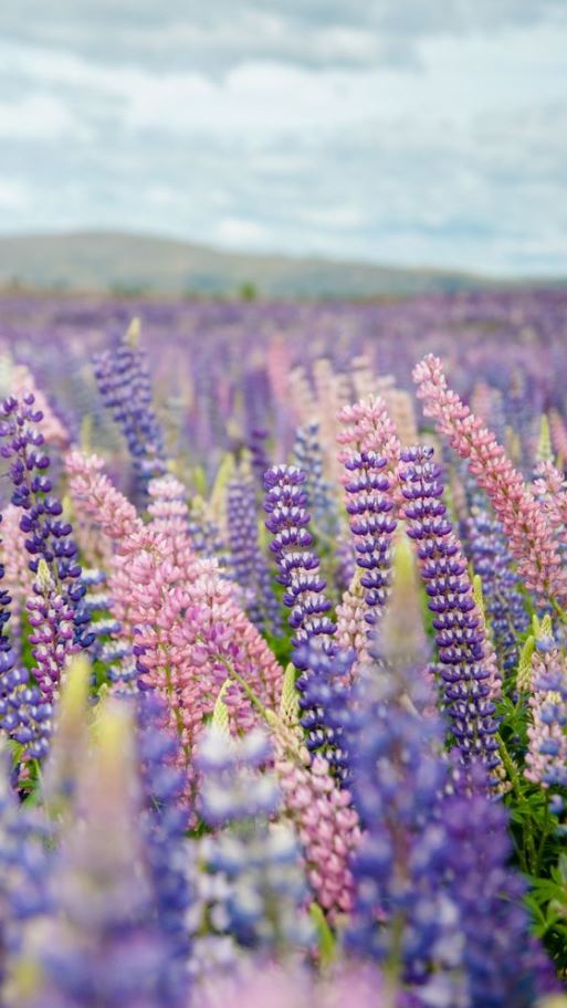 Spring Wallpaper Aesthetic   Spring Wallpaper Nature New Zealand Landscape Photography Lake Tekapo Sping Pictures