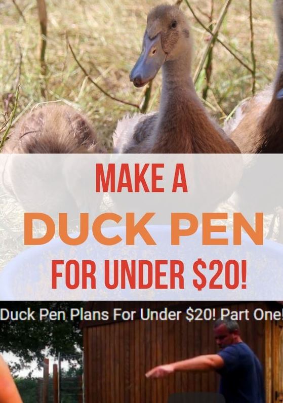 Diy Duck Enclosure Ideas   Build A Duck Pen Duck House Diy Duck Pens Duck Coop Duck Enclosure Backyard Ducks Pet Ducks
