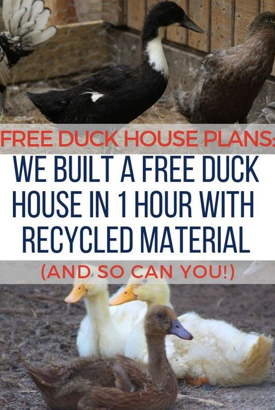 Diy Duck Enclosure Ideas   Free Duck House Plans Duck House Plans Duck House Duck Coop Backyard Ducks Duck Enclouse