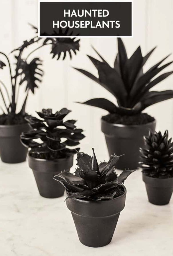 Spray Paint Faux Succulents Black