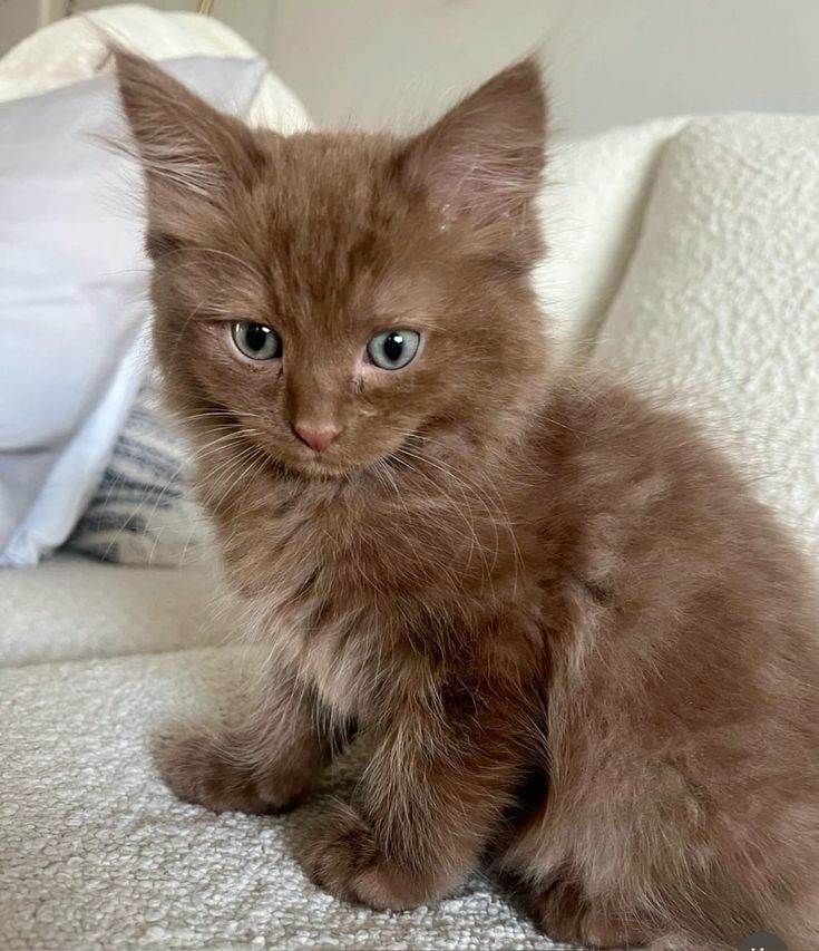 Amazing Brown Ragdoll Cat Gallery