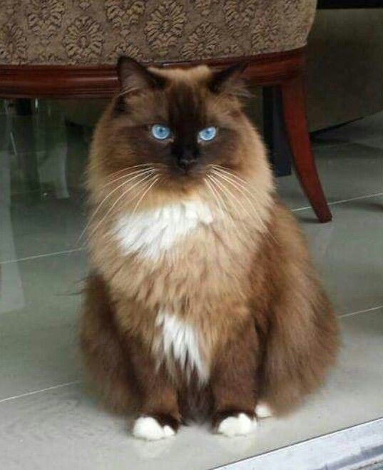 Amazing Brown Ragdoll Cat Ideas