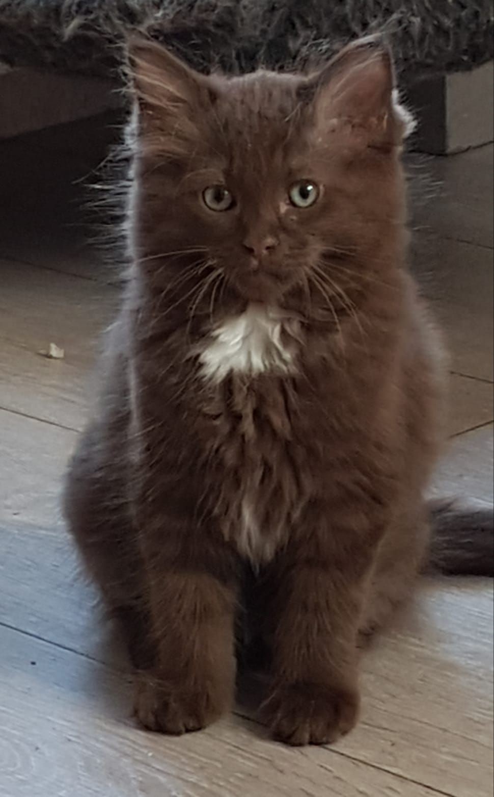 Amazing Brown Ragdoll Cat Inspiration