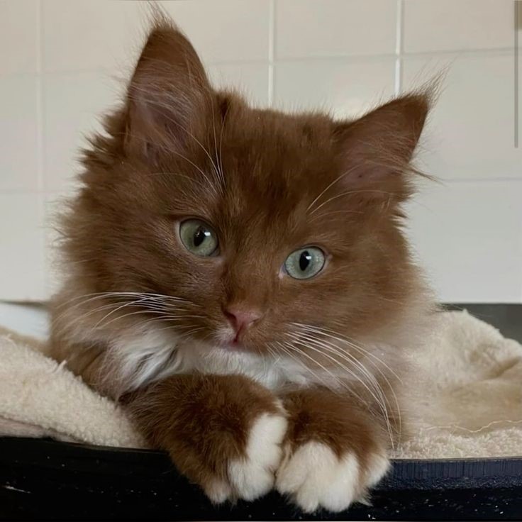 Amazing Brown Ragdoll Cat Photo