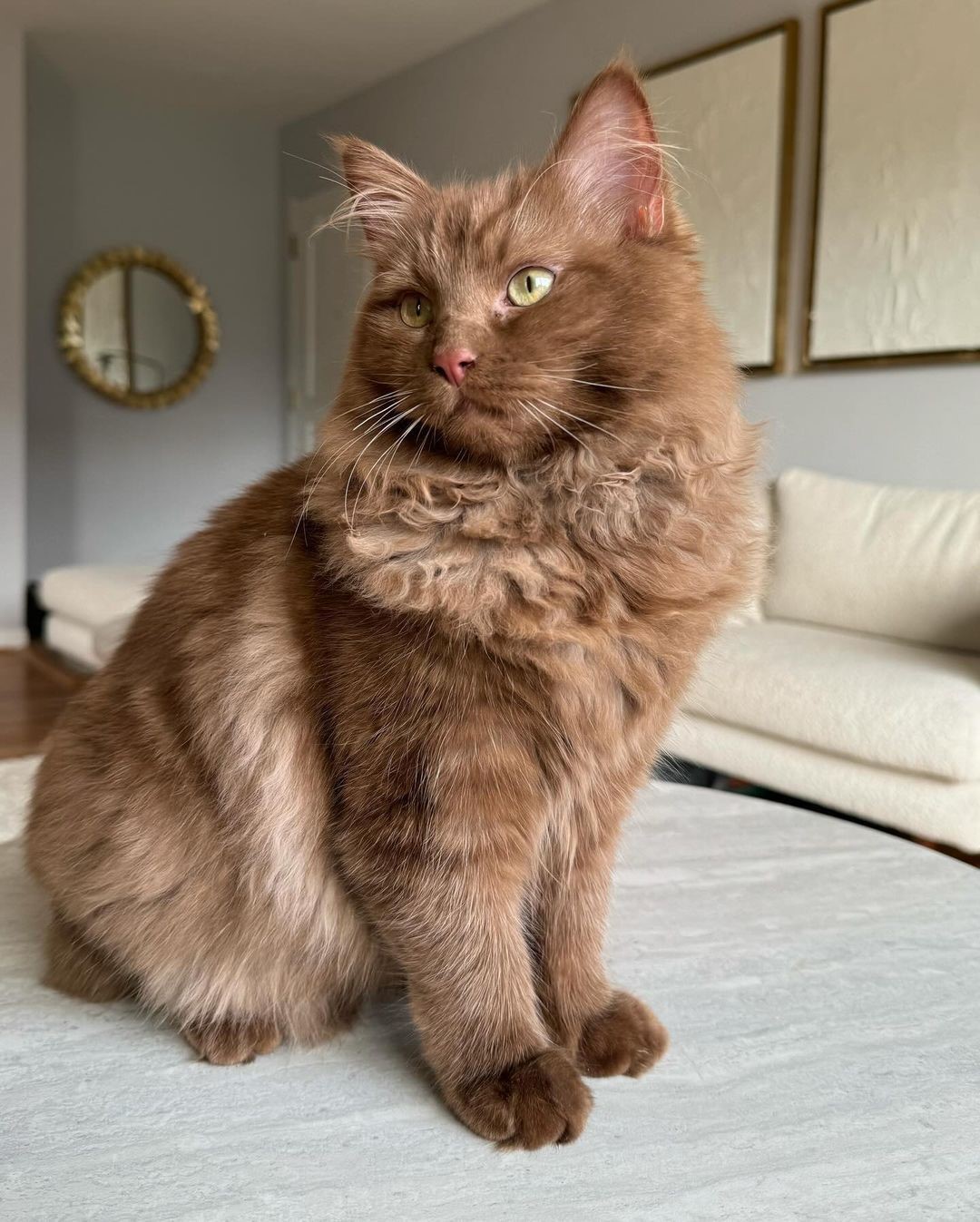 Amazing Brown Ragdoll Cat Picture