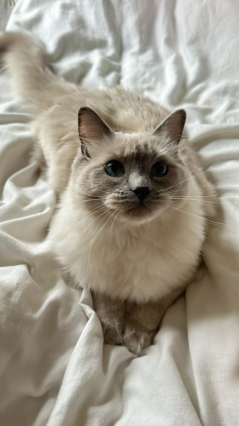 Awesome Brown Ragdoll Cat Gallery