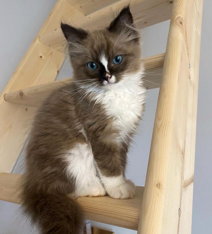 Awesome Brown Ragdoll Cat Ideas