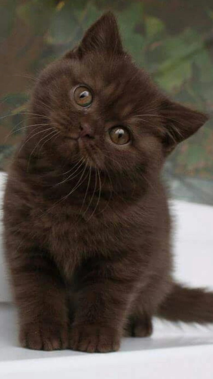 Awesome Brown Ragdoll Cat Photo