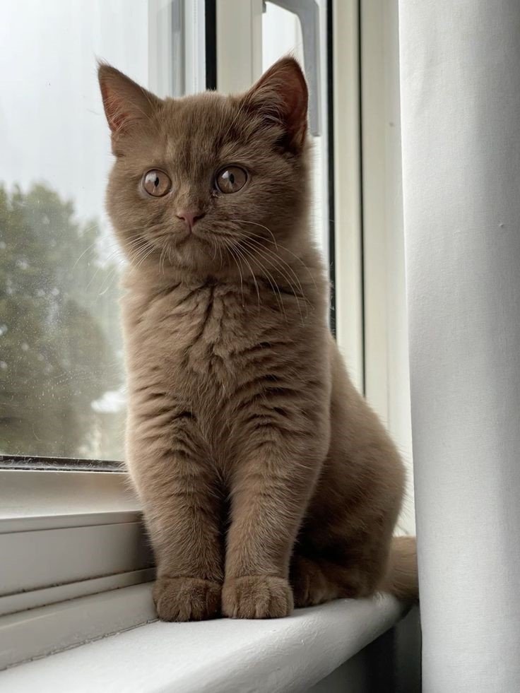 Awesome Brown Ragdoll Cat Picture