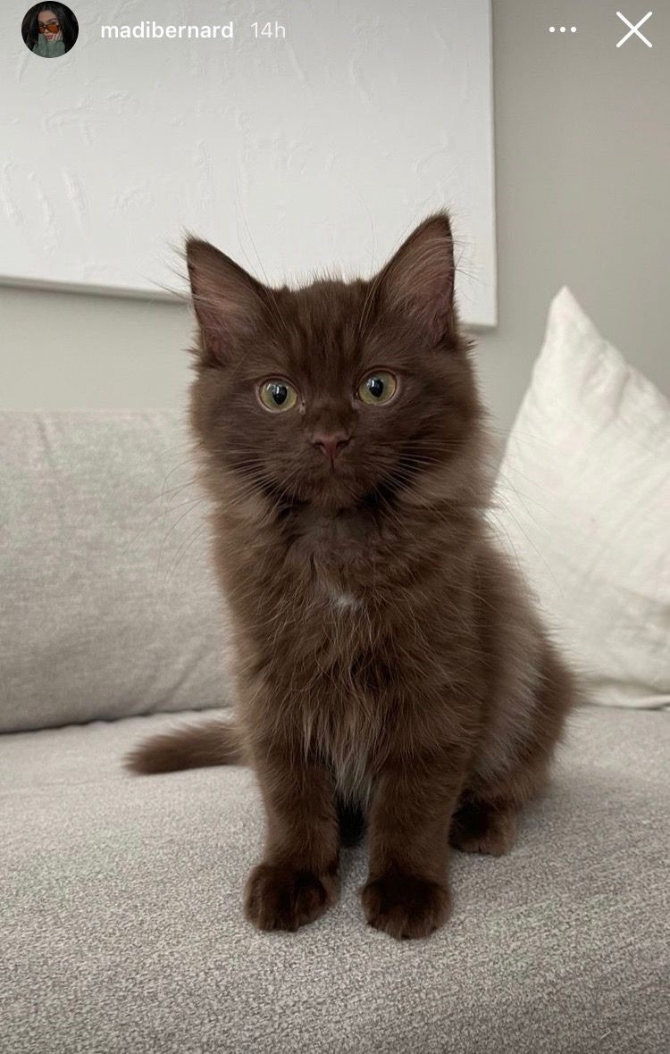 Best Brown Ragdoll Cat Gallery