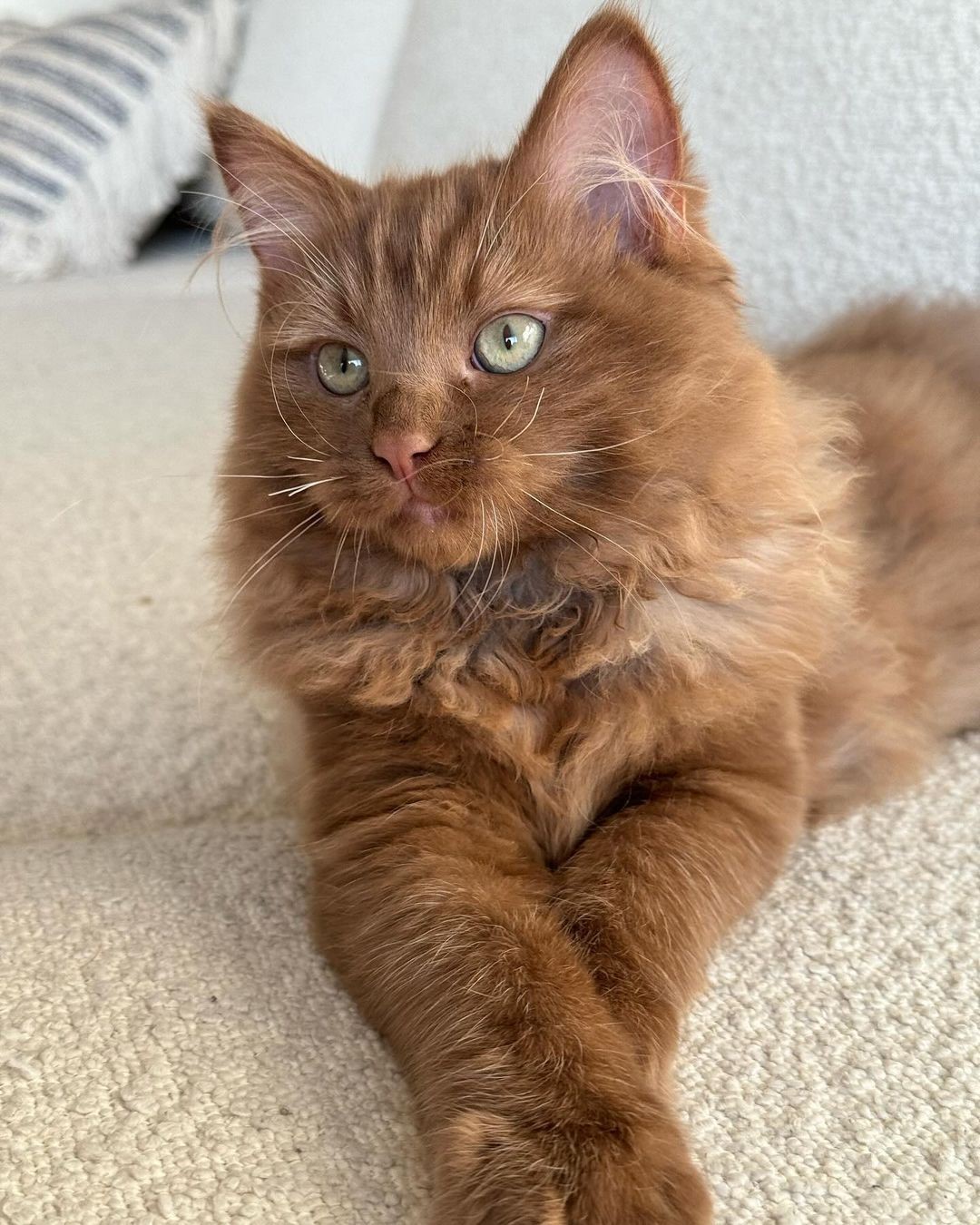 Best Brown Ragdoll Cat Photo