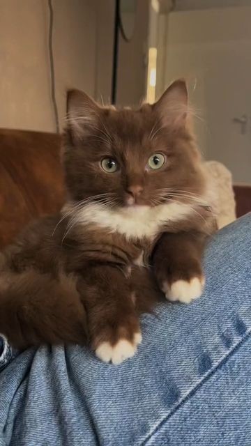 Classy Brown Ragdoll Cat Gallery