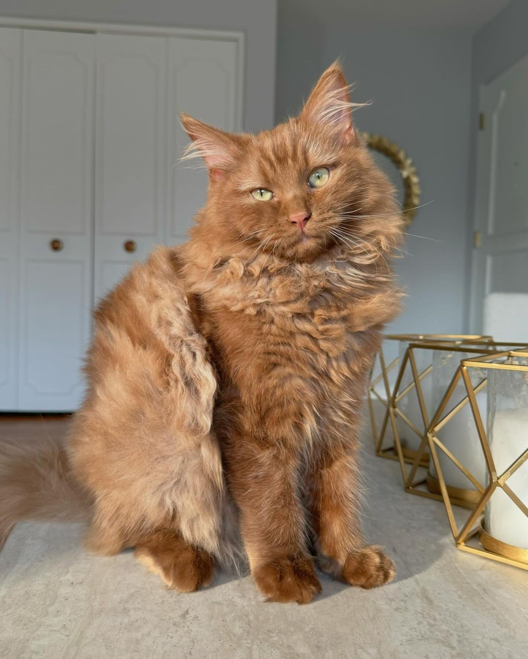 Classy Brown Ragdoll Cat Inspiration