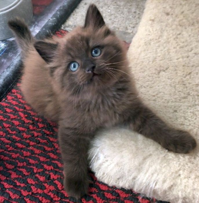 Classy Brown Ragdoll Cat Picture