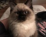 Cute Brown Ragdoll Cat Gallery