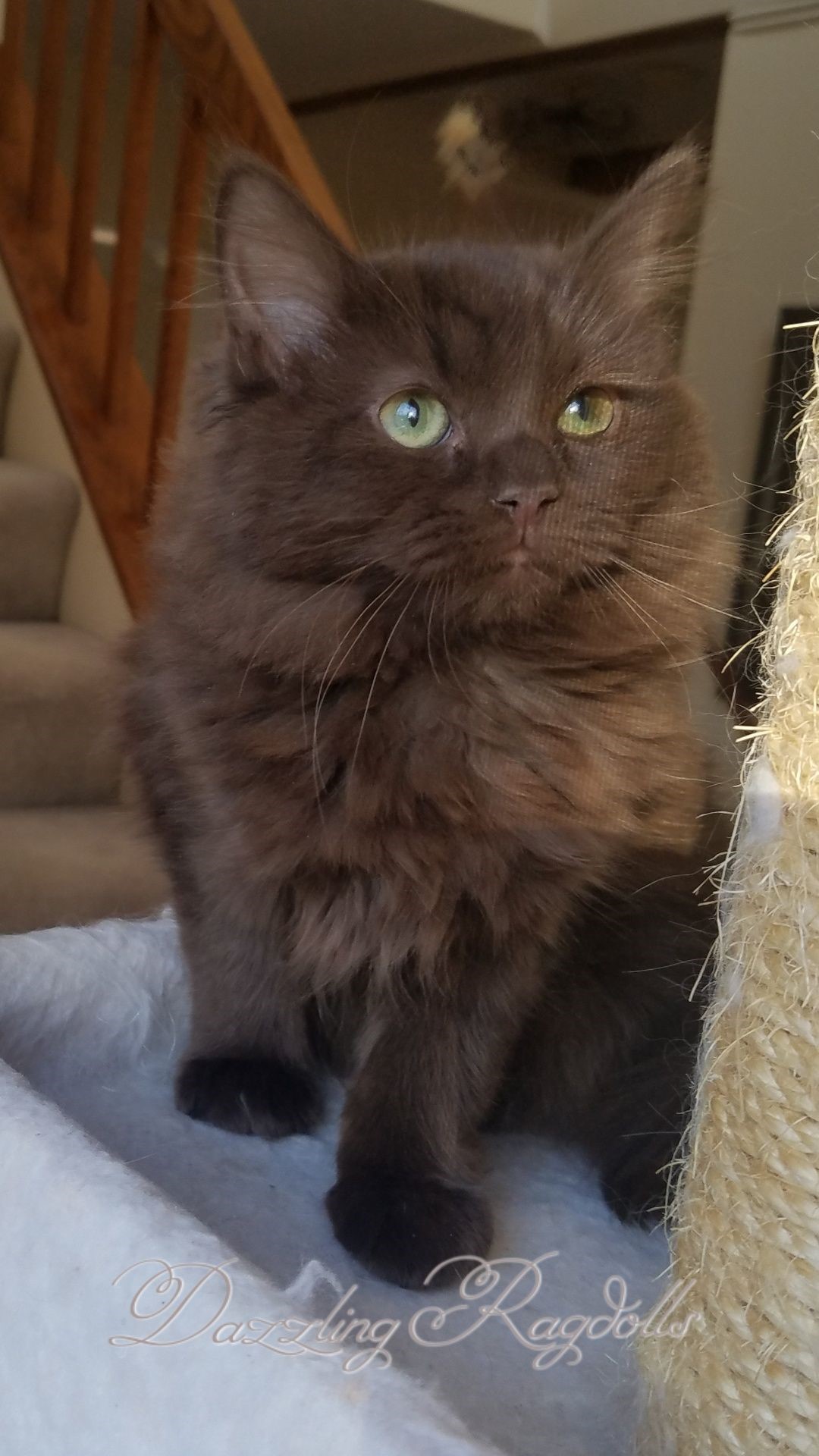 Cute Brown Ragdoll Cat